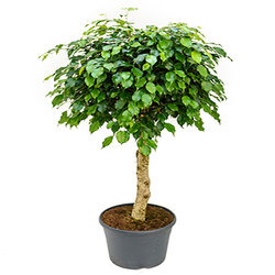 Ficus benjamina Stamm