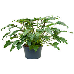 Philodendron xanadu