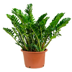 Zamioculcas zamiifolia