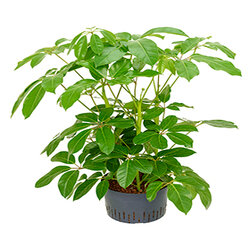 Schefflera actinophylla Amate