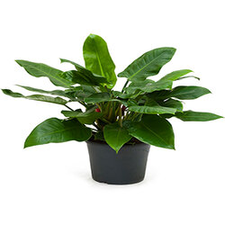 Philodendron imperial green