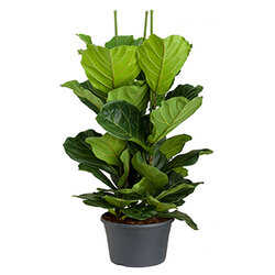 Ficus lyrata