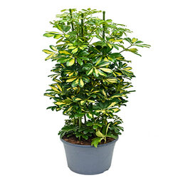 Schefflera arboricola gold capella