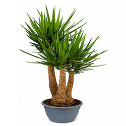Yucca elephantipes
