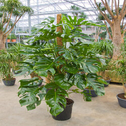 Monstera deliciosa