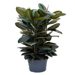 Ficus elastica