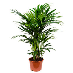 Howea forsteriana