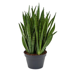 Sansevieria kirkii