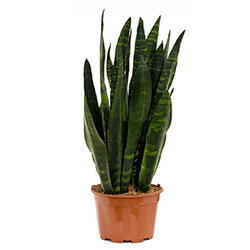 Sansevieria zeylanica