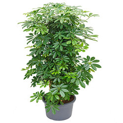 Schefflera arboricola