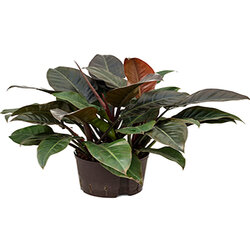 Philodendron imperial red