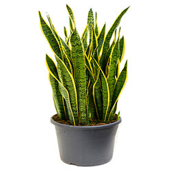 Sansevieria trifasciata Laurentii