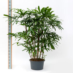 Phapis excelsa