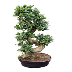 Ficus microcarpa